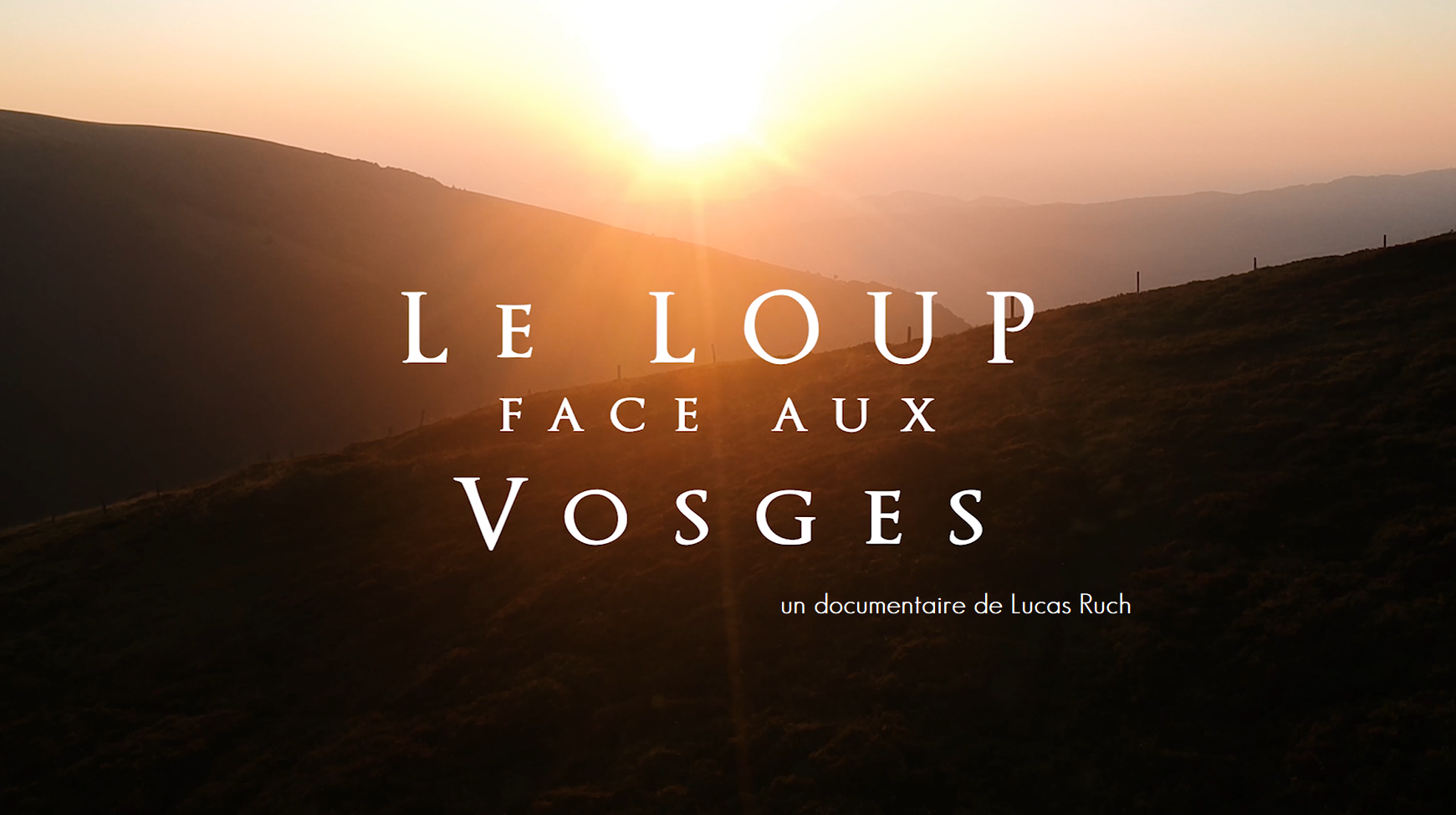 Il est là depuis dix ans. On le voit peu, on en craint les dégâts ou on apprécie son retour, dans ce massif moins médiatisé que les autres. Lucas Ruch place Le Loup face aux Vosges